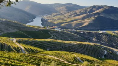 ramiro-vineyard-5649128