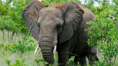 stewardesign-elephant-6976006